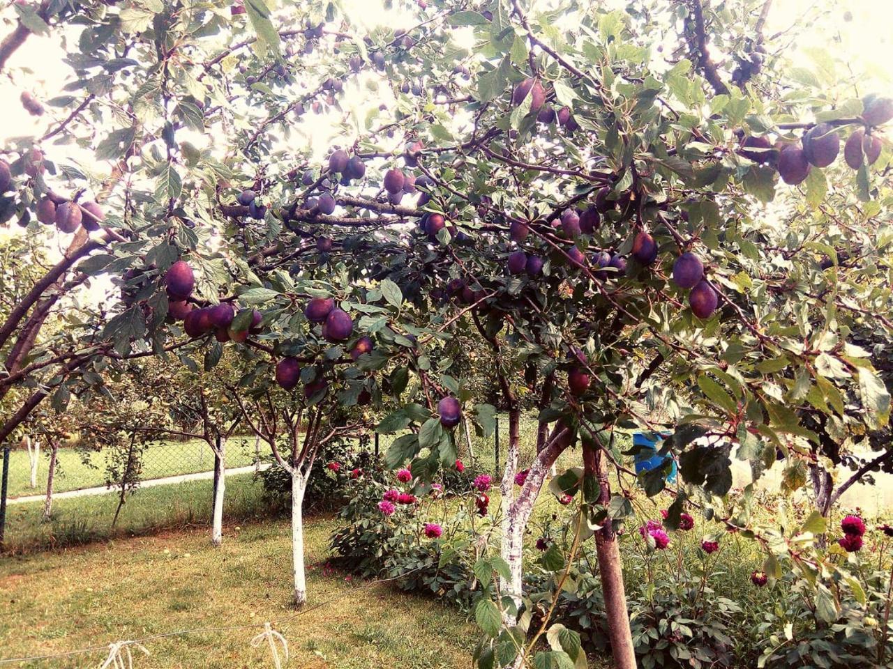Bihać Sunny Paradise מראה חיצוני תמונה